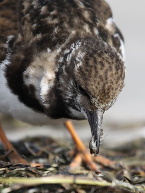 Ruddy Turnstone